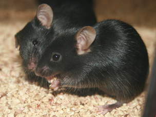 mice